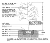 Free CAD Details-Deciduous Tree Detail - CAD Design | Download CAD Drawings | AutoCAD Blocks | AutoCAD Symbols | CAD Drawings | Architecture Details│Landscape Details | See more about AutoCAD, Cad Drawing and Architecture Details