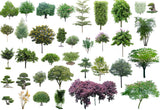 Photoshop PSD Tree Blocks 4 - CAD Design | Download CAD Drawings | AutoCAD Blocks | AutoCAD Symbols | CAD Drawings | Architecture Details│Landscape Details | See more about AutoCAD, Cad Drawing and Architecture Details