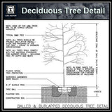 Free CAD Details-Deciduous Tree Detail - CAD Design | Download CAD Drawings | AutoCAD Blocks | AutoCAD Symbols | CAD Drawings | Architecture Details│Landscape Details | See more about AutoCAD, Cad Drawing and Architecture Details