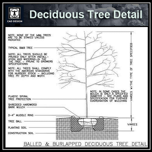 Free CAD Details-Deciduous Tree Detail - CAD Design | Download CAD Drawings | AutoCAD Blocks | AutoCAD Symbols | CAD Drawings | Architecture Details│Landscape Details | See more about AutoCAD, Cad Drawing and Architecture Details