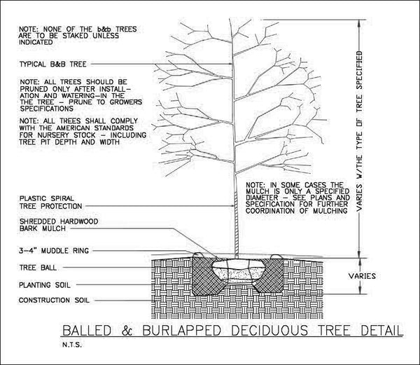 Tree Protection Cad Detail Tree Guards | CADdetails